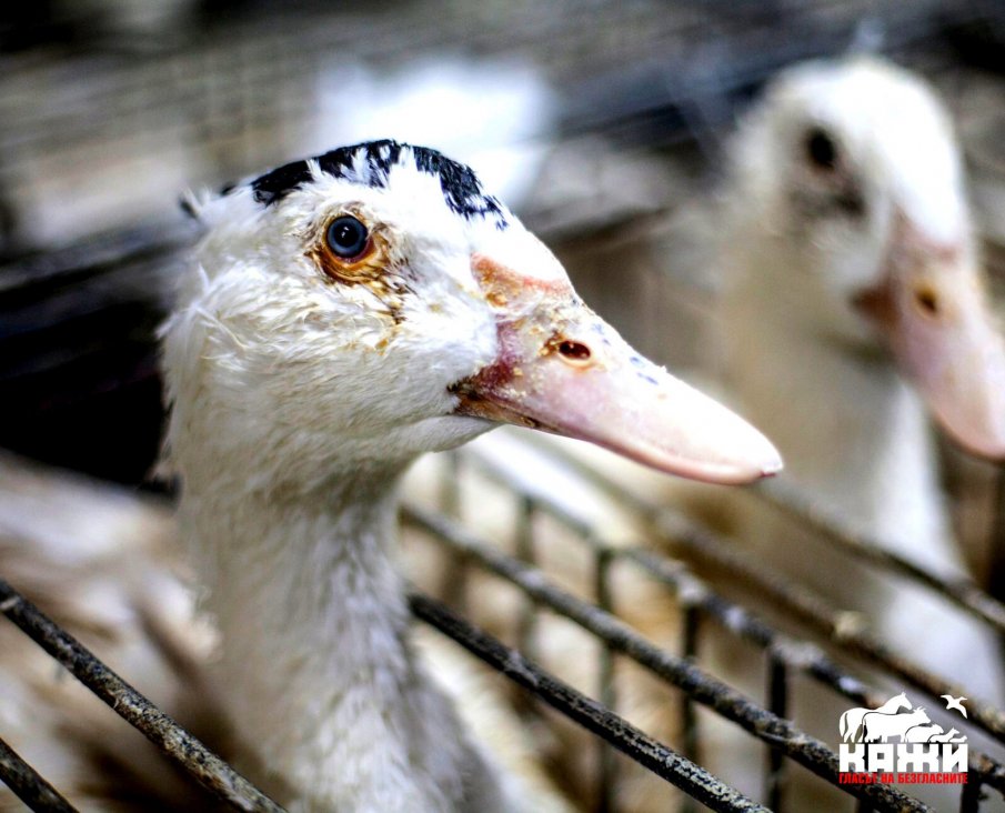 18 хиляди българи и 114 милиона европейци издействаха от Европейската комисия развъждане на животни без клетки