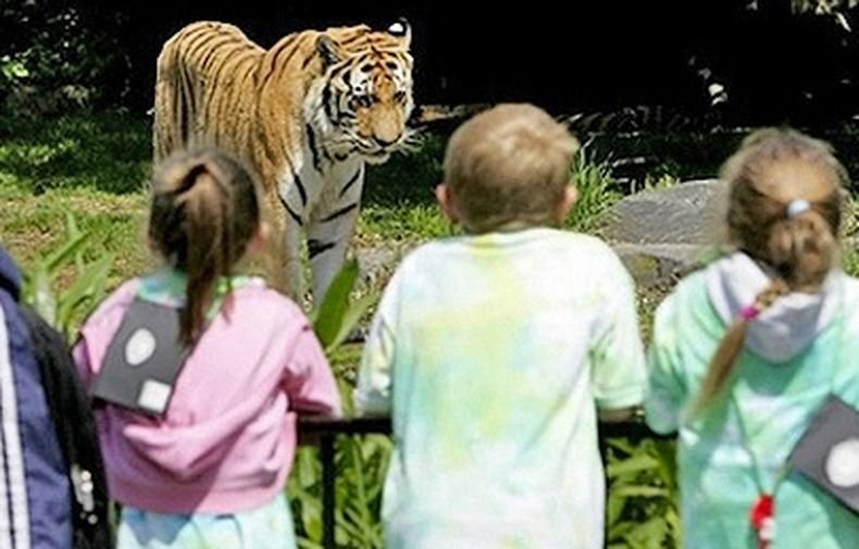 Зоопарк в Калифорния ваксинира животни срещу коронавируса