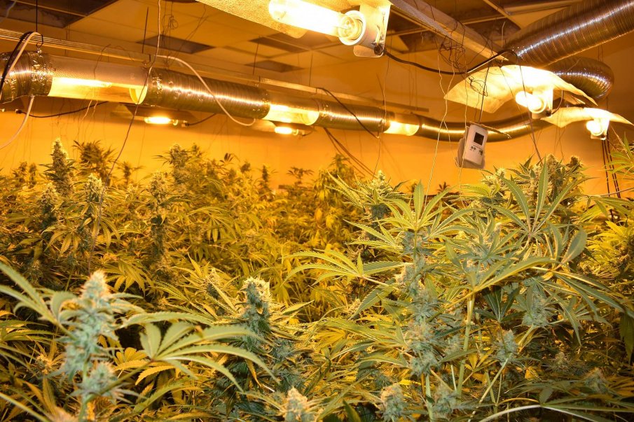 В Черна гора конфискуваха рекордно за страната количество марихуана