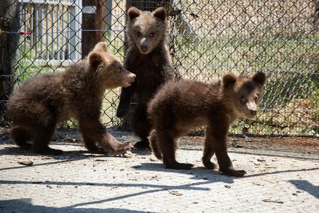 Мечетата Хуба, Вихър и Горан вече са преместени в центъра за рехабилитация в Гърция