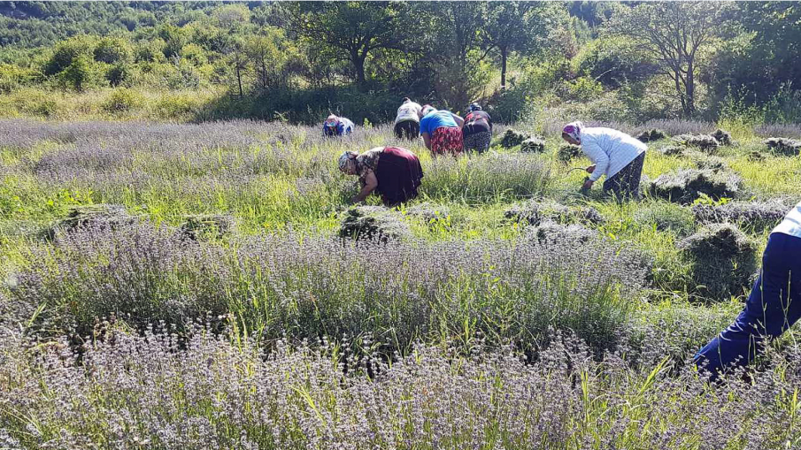 Лавандуловите полета стигнаха до Враца, цените на маслото падат
