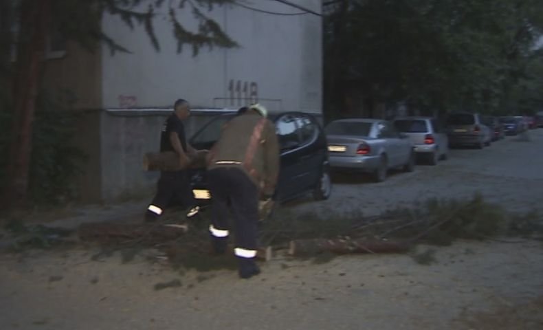 Силна буря в Пловдив събори огромен бор върху две коли