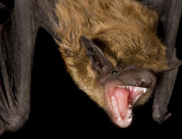 Изследват прилепите у нас за наличие на бяс