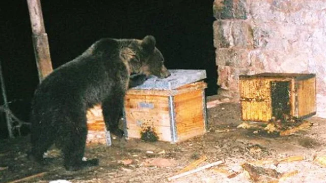 Пакостливо мече закуси с мед от два пчелина край Карлово