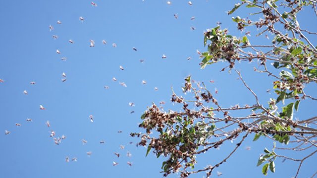 В Англия се уплашиха – милиони летящи мравки застрашават „Уембли“