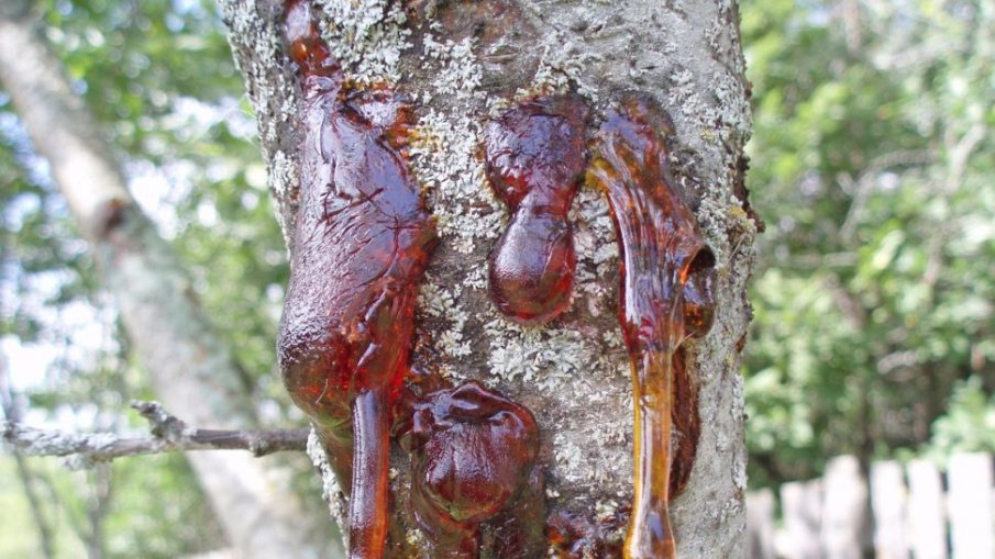 Смолите лекуват - ето как