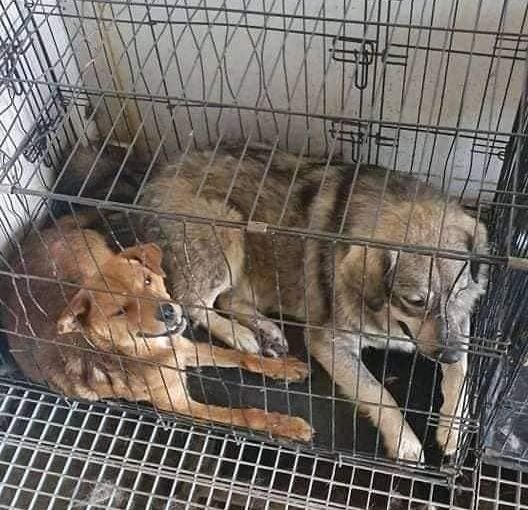 БУНТ СРЕЩУ КМЕТА НА САМОКОВ: В рекордните жеги затвориха кучета в клетки и контейнери и ги захвърлиха на сметище (СНИМКИ)