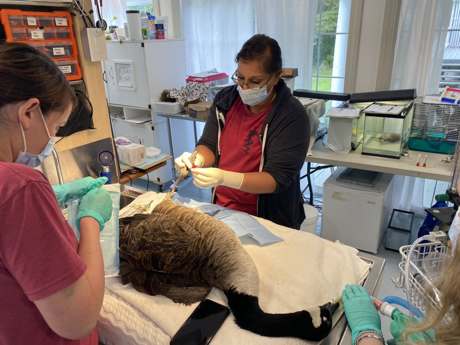 ТРОГАТЕЛНО: Дива гъска посети болния си съпруг в клиника (СНИМКИ)