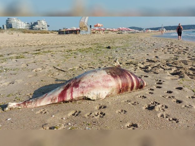 Труп на делфин на плажа до ММЦ Приморско уплаши туристи (18+)