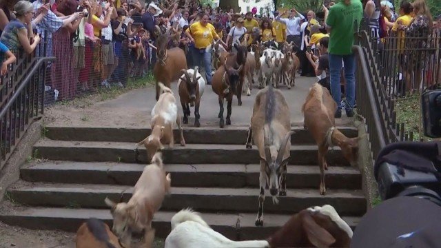 Гурме поход“ в Ню Йорк - десетки кози взеха участие (СНИМКИ)