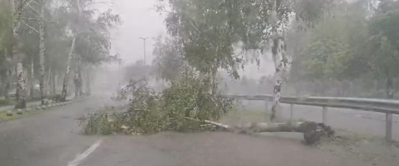 В Пазарджик буря повали дървета в района на болницата
