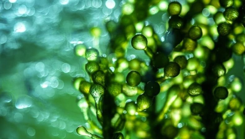 Японски учени откриха триполов вид водорасли