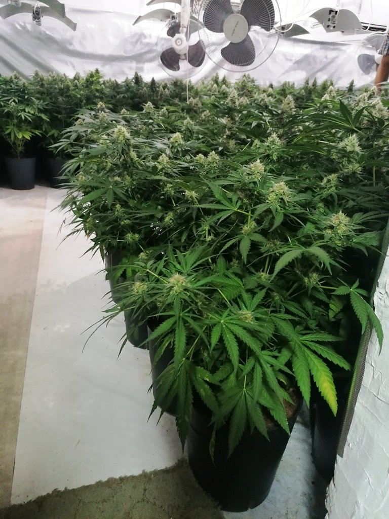 Разкриха голяма наркооранжерия в напоителен канал край Шумен (СНИМКИ)