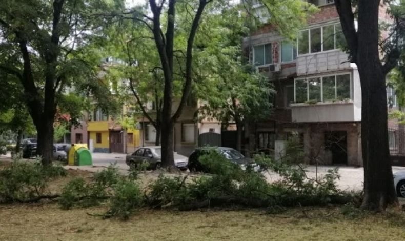 Огромен клон се стовари на метри от детска площадка в Пловдив