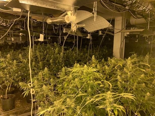 Оранжерия за отглеждане на марихуана е открита в Бяла