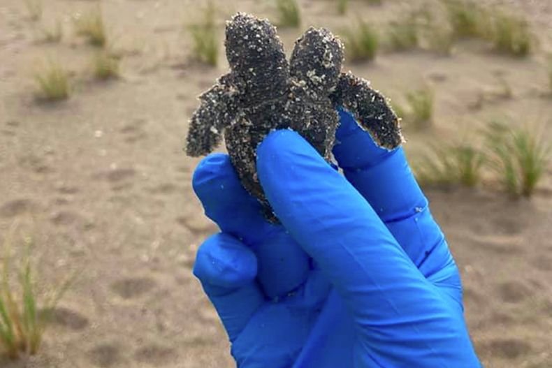 Откриха двуглава костенурка на плаж в Южна Каролина