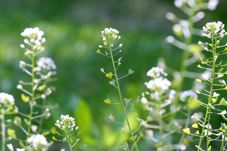 Овчарската торбичка е панацея за много болести