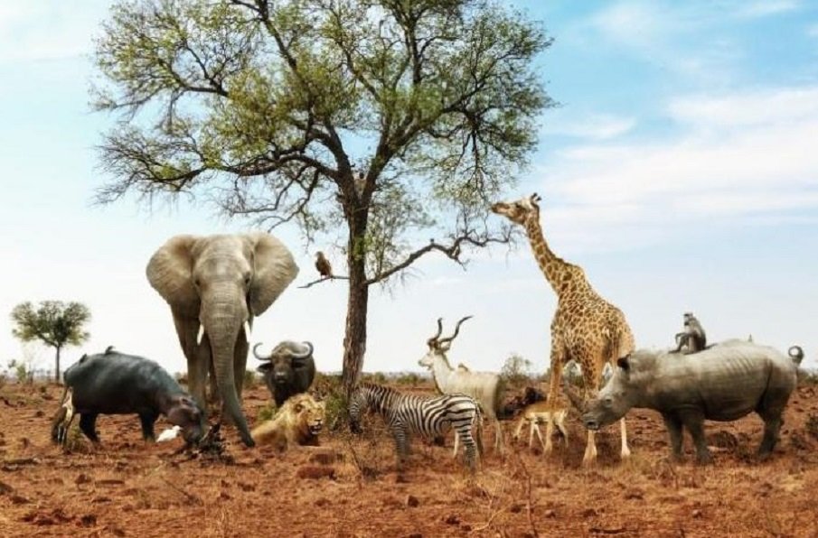 Кои са най-уязвимите към коронавирус животни