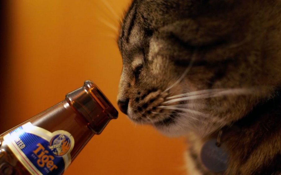 7 животни, които обичат да си „пийват“ алкохол