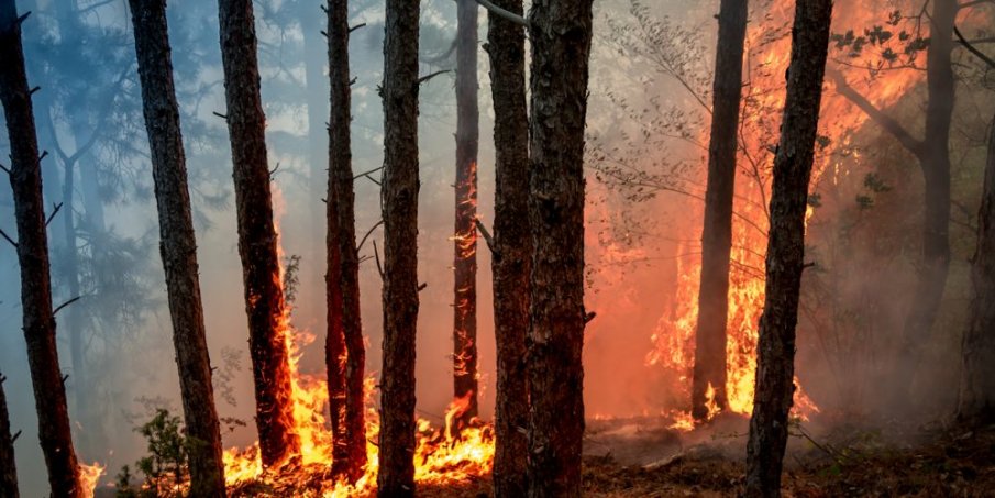 Над 20 пожарникаря се борят с пожар край Пазарджик