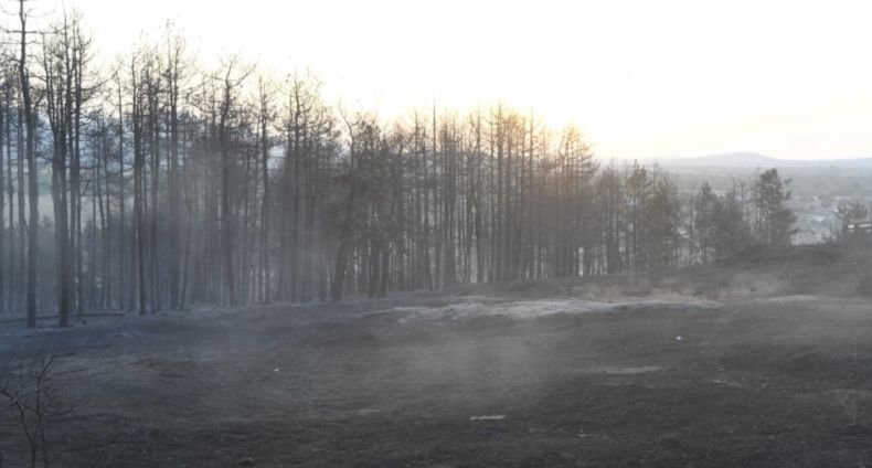 Няма установени пожари на земеделски и горски земи на територията на Столична община