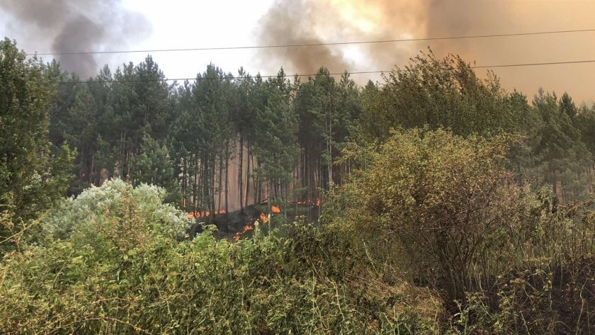 Избухна пожар в гората над Перник