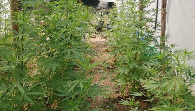 Спипаха оранжерия за марихуана във ферма за охлюви (СНИМКИ)
