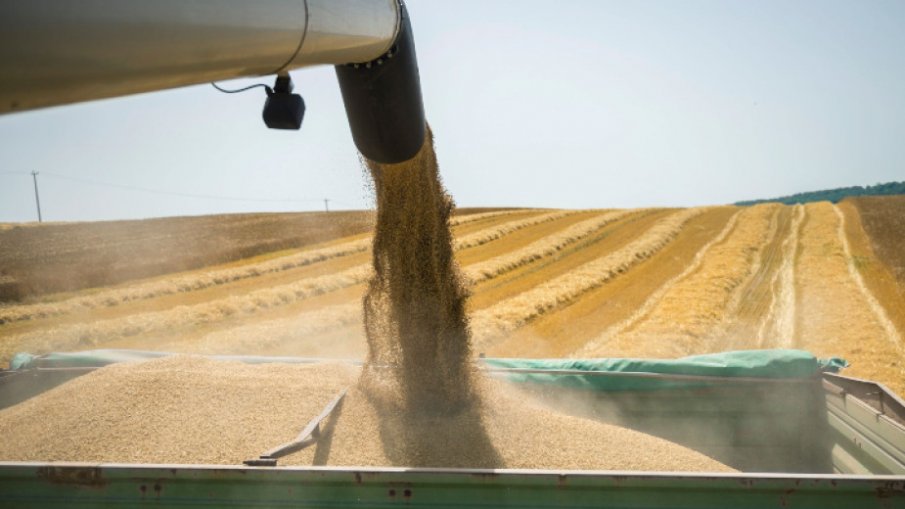 Сериозен ръст в добива на пшеница и ечемик в Бургаско