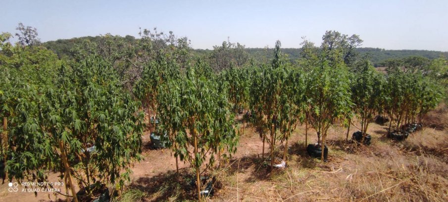 Задържаха 77-годишен мъж от село край Козлодуй, заради отглеждане на канабис