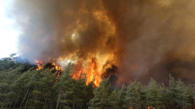 Турция в ужас от горските пожари