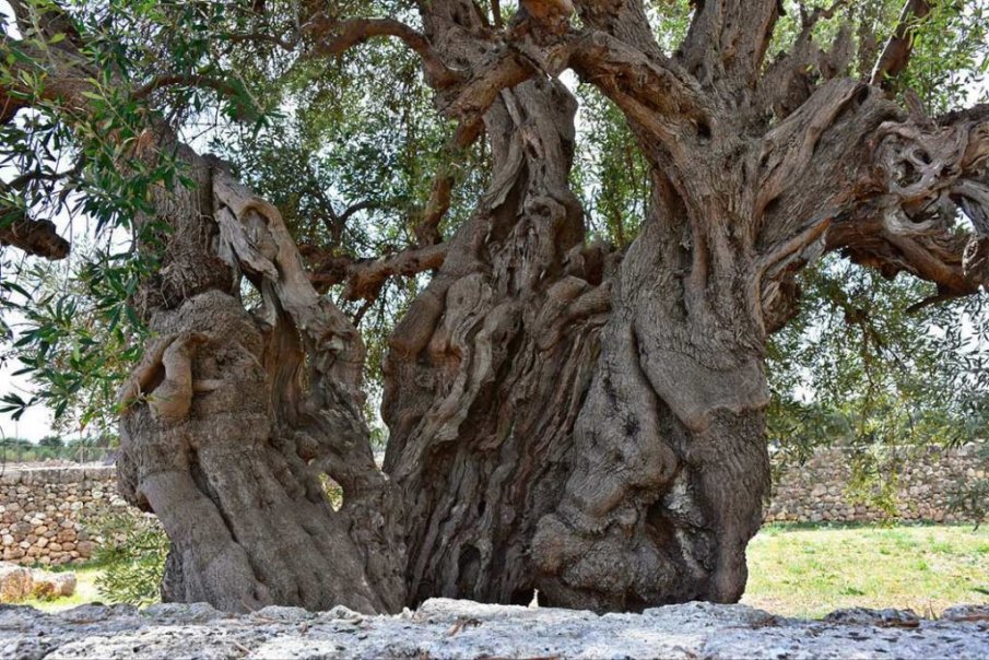 Най-старото маслиново дърво на 2500 години изгоря в Евбея