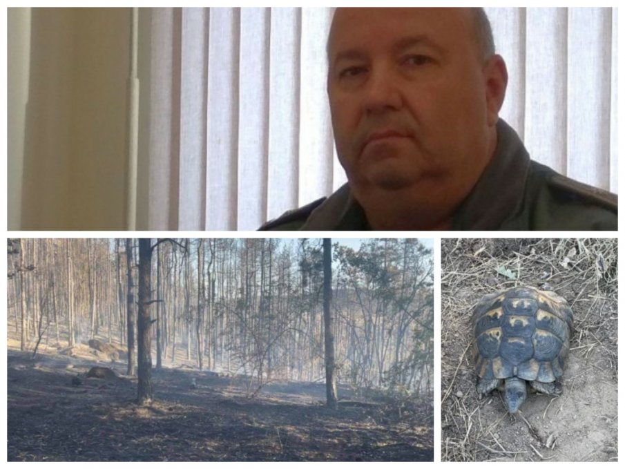 Шефът на пожарната в Пловдив с покъртителен разказ за пепелището в горите до Хисаря