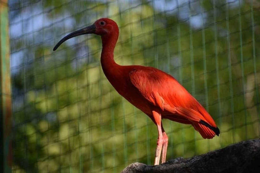 Екзотични птици са най-новите обитатели на столичния зоопарк