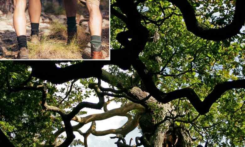 Нудисти покваряват гората на Робин Худ