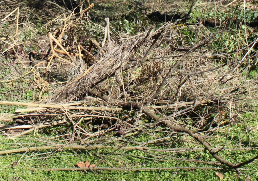 Троян и Априлци въвеждат разделно събиране на растителни отпадъци