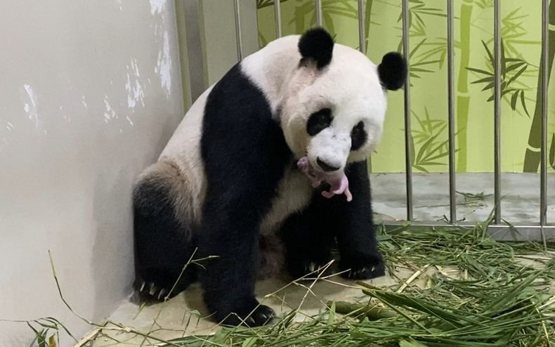 Сингапурски зоопарк се сдоби с бебе панда