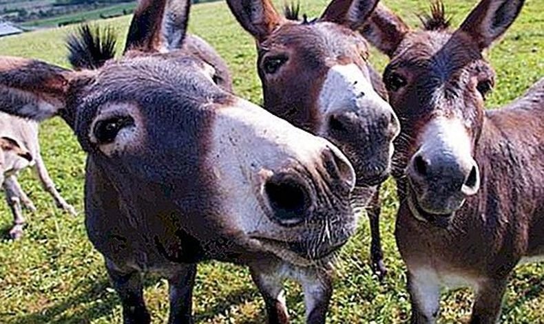 Мулета събират боклука в италианско градче