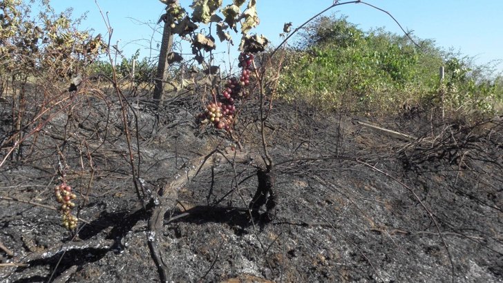 Лозови масиви изгоряха заради небрежност край Силистра