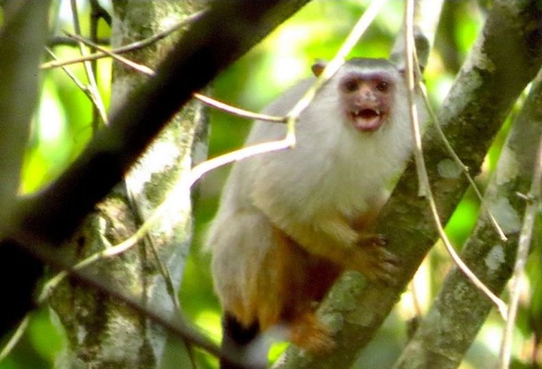Откриха нов вид маймуна в бразилската част на Амазония
