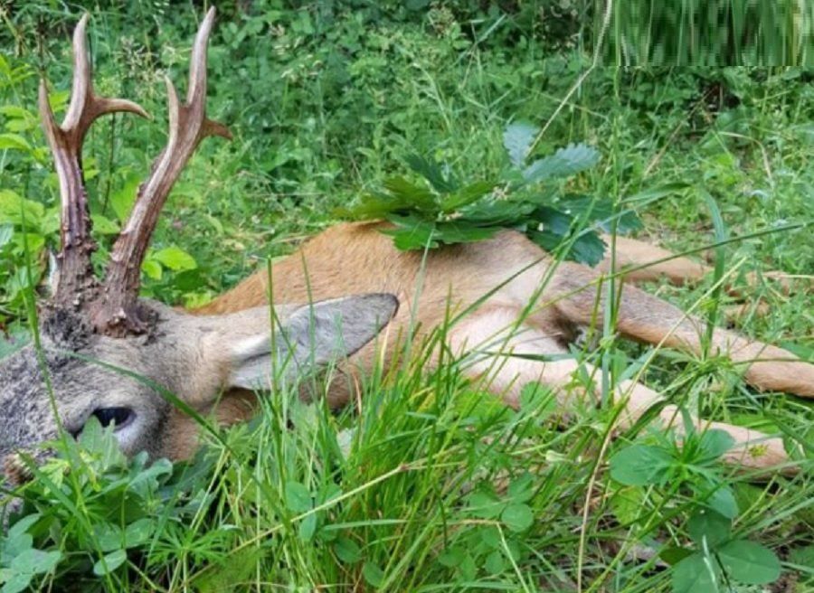 Арестуваха мъж от пловдивско село, застрелял сръндак