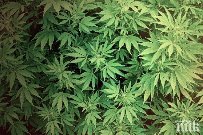 Четири тона коноп ожънаха ченгета в ниви край Благоевград