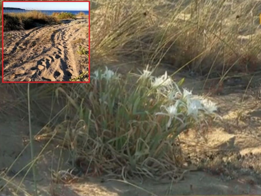 ЗА КОЙ ЛИ ПЪТ: Варвари с бензин в кръвта сгазиха лилите на плаж Алепу