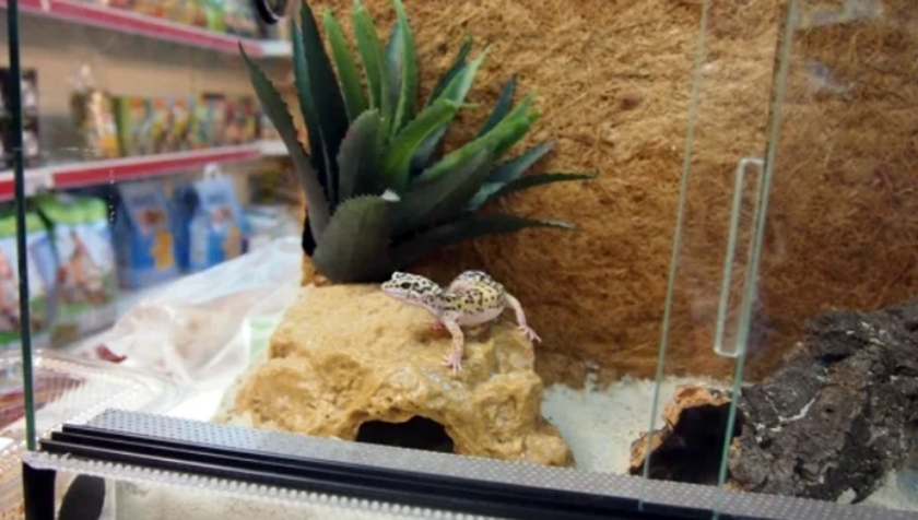 УЖАС: Ферма за змии и гущери за лабораторни цели отваря в пловдивско село