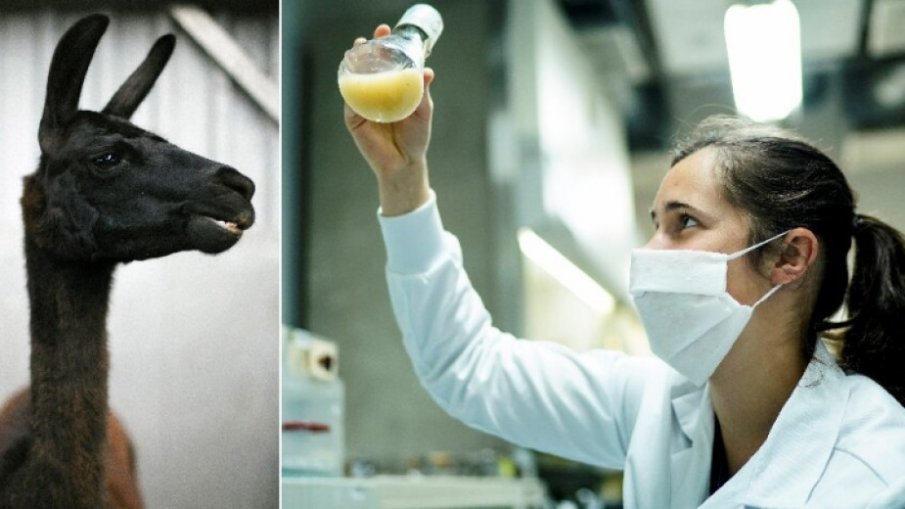 Антителата на лама притъпяват COVID вариантите в лабораторно изпитване, твърди белгийски стартъп