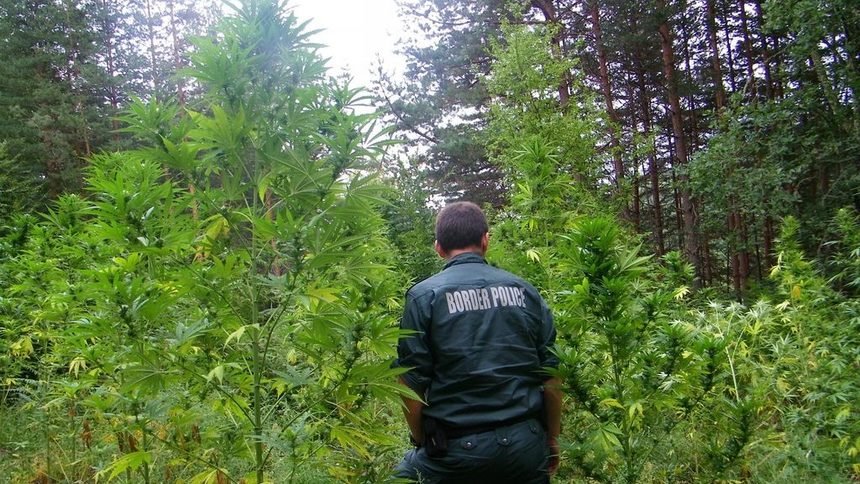 Унищожиха над тон канабисови растения в Сандански