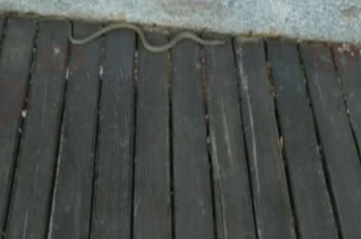 70-сантиметрова змия изпълзя на площад Тройката в Бургас