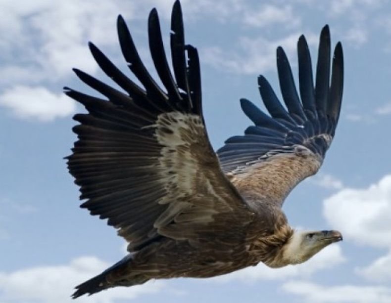 Природен парк Врачански Балкан организира поход за наблюдение на лешояди в Монтанско