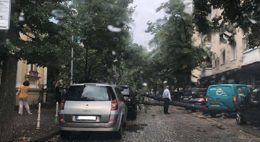 ЩЕТИ СЛЕД БУРЯТА: Дърво падна върху кола в центъра на София (СНИМКИ)