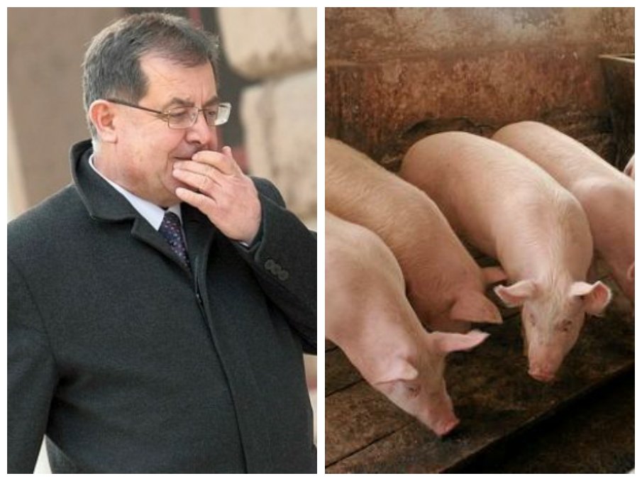 Свиневъдите настояват за спешна среща с министъра на земеделието