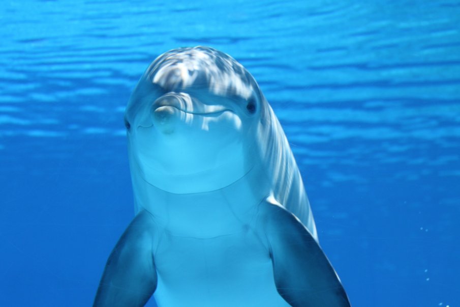 Делфинариум Варна не може да приеме украинските делфини, пратени са в Румъния 